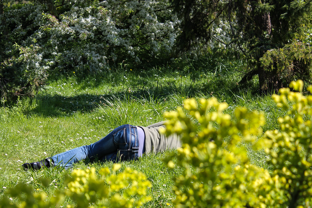 Persona tumbada en la hierba disfrutando del sol en Regent's Park, rodeada de arbustos florecientes.